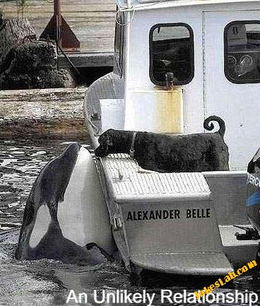 funny animal, an unlikely relationship between a dog and a whale