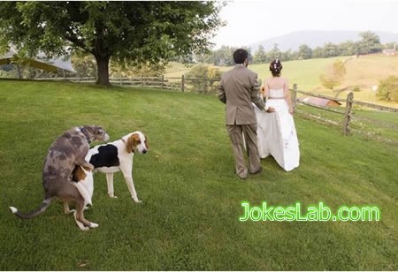 photo bomb, dog knows wedding means making love..