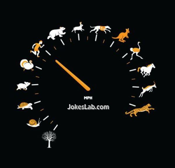 funny animal speedometer