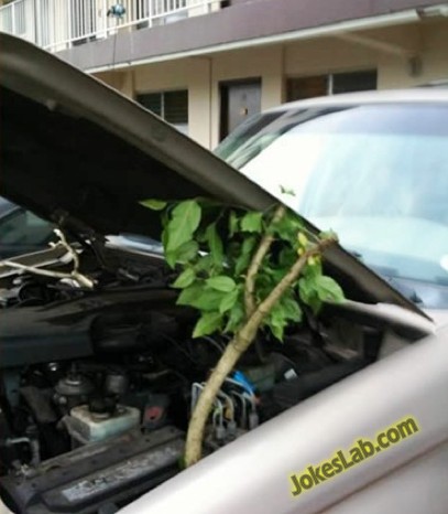 funny car bonnet opener, use a tree