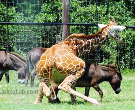 funny animal mating, giraffe and horse