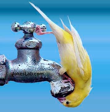 funny bird drinking tap water