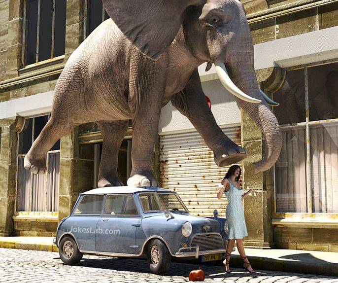 funny elephant walk, woman and car