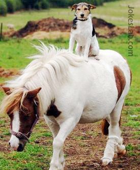 funny horse ride by a dog