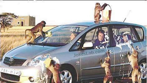 funny monkey car washing
