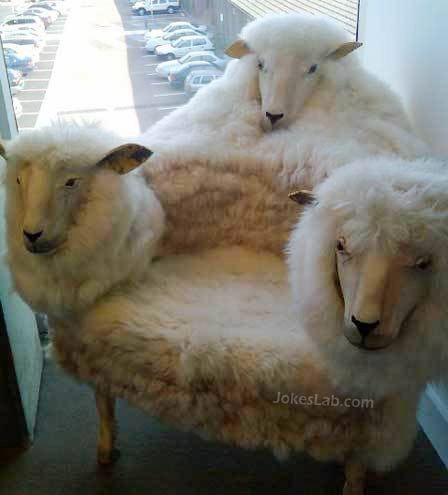 funny sheep cahir, three sheep