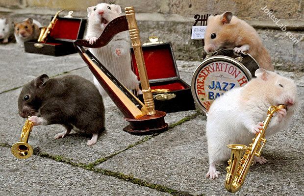 funny mice concert, mice playing music instruments
