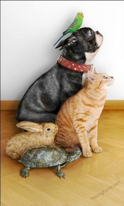 interspecies-friendships
