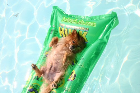 funny dog enjoying sunbath