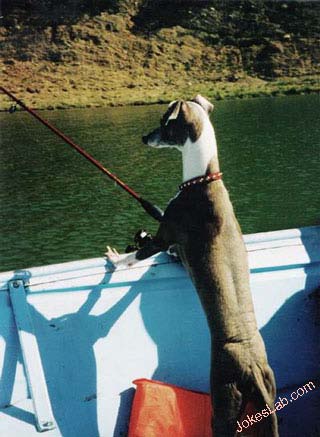 funny picture, fishing dog
