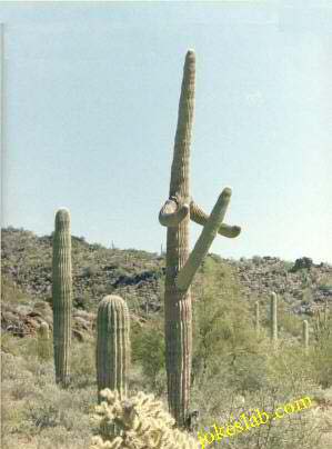 funny erected cactus