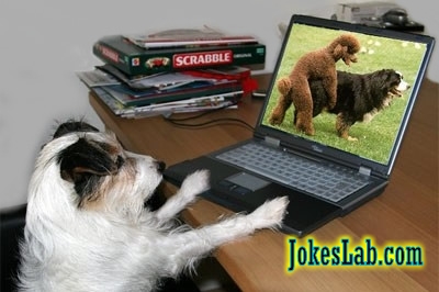 funny picture, a bad dog is watching porn