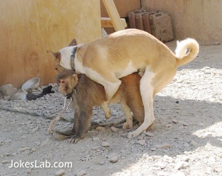 funny hot dog, mating with a monkey