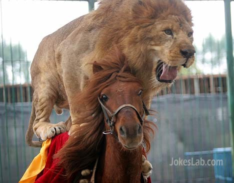 funny lion's horse ride