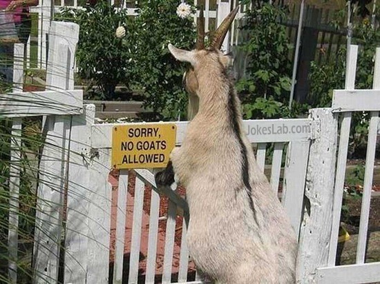funny sign, sorry goat is not allowed.
