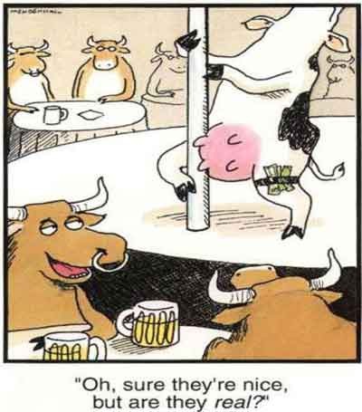 cow-pole-dance