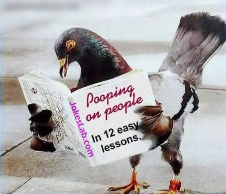 funny-bird-reading-pooping-on-people