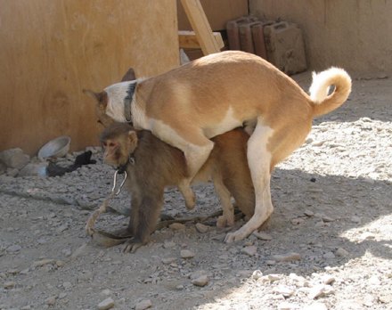 dog-has-sex-with-monkey