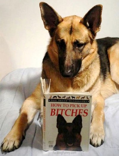 dog-reading-book-how-to-pick-up-bitches