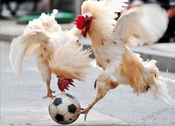 roosters-playing-soccer
