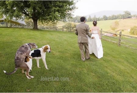 wedding photo, mating dogs