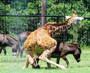 funny-mating-giraffe-and-horse