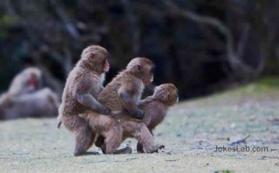 funny-gay-monkeys