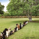 funny-dogs-queue-for-peeing-on-a-tree