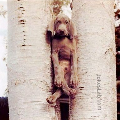 funny-dog-trapped-in-tree
