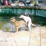 funny-horny-dog fucking a tiger